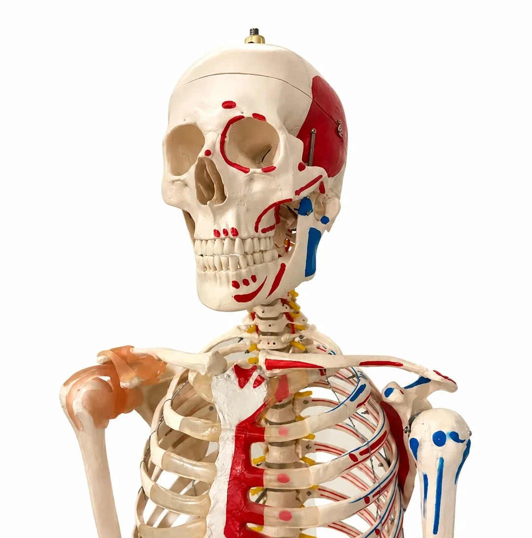 Norbert, skeleton